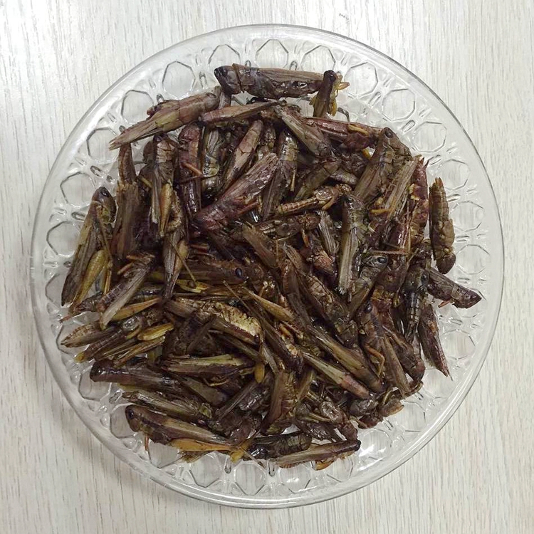 Top Quality Dried Locust for bird food